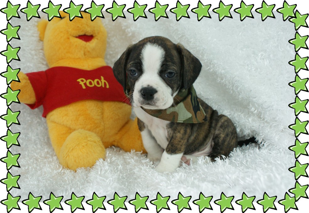 Aspen Boggle Rockin R Puppies